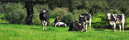 dairy_cattle